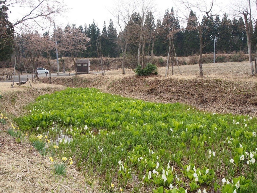 2016.4.10_水ばしょう_05