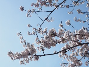 2016.4.12_儀明トイレの桜01