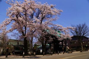 28.4.12_智泉寺_桜_01