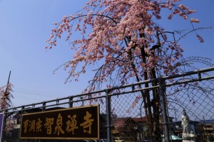 28.4.12_智泉寺_桜_02