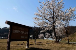 28.4.12_桔梗原ふれあい公園_桜_01