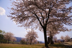 28.4.12_フレッシュパーク_桜_01