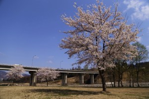 28.4.12_フレッシュパーク_桜_02