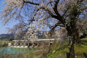 28.4.12_黄桜の丘_桜_01