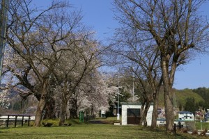 28.4.12_黄桜の丘_桜_02