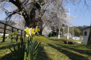 28.4.12_黄桜の丘_桜_03