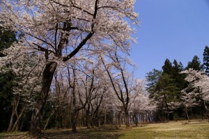 28.4.12_ライオンズの森_桜_01