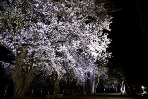 28.4.14_黄桜の丘_夜桜_01