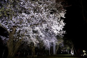 28.4.14_黄桜の丘_夜桜_01