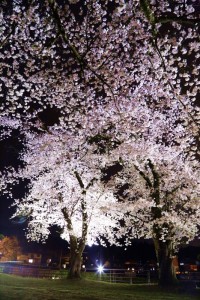 28.4.14_黄桜の丘_夜桜_02