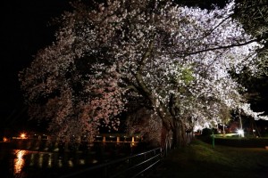 28.4.14_黄桜の丘_夜桜_03