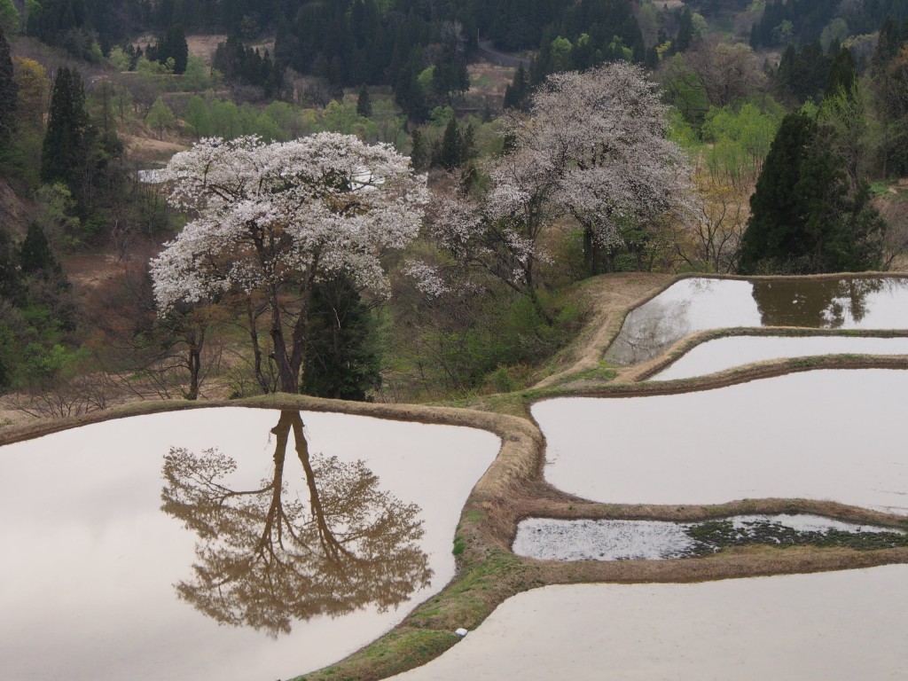 28.4.20_儀明の桜01