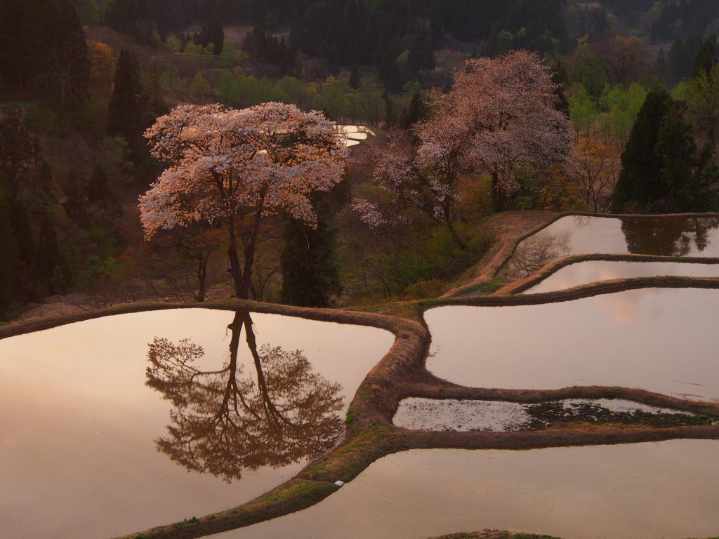 28.4.20_儀明の桜03