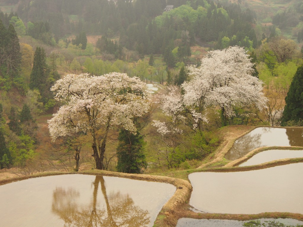 28.4.22_儀明の桜03