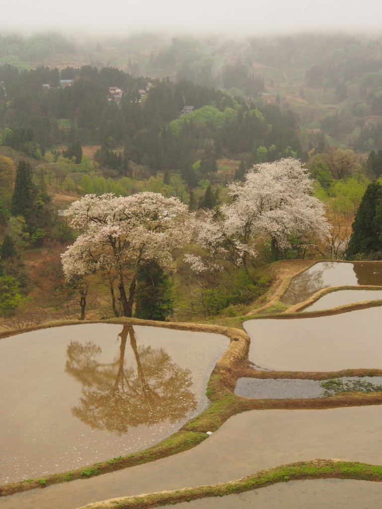 28.4.22_儀明の桜05