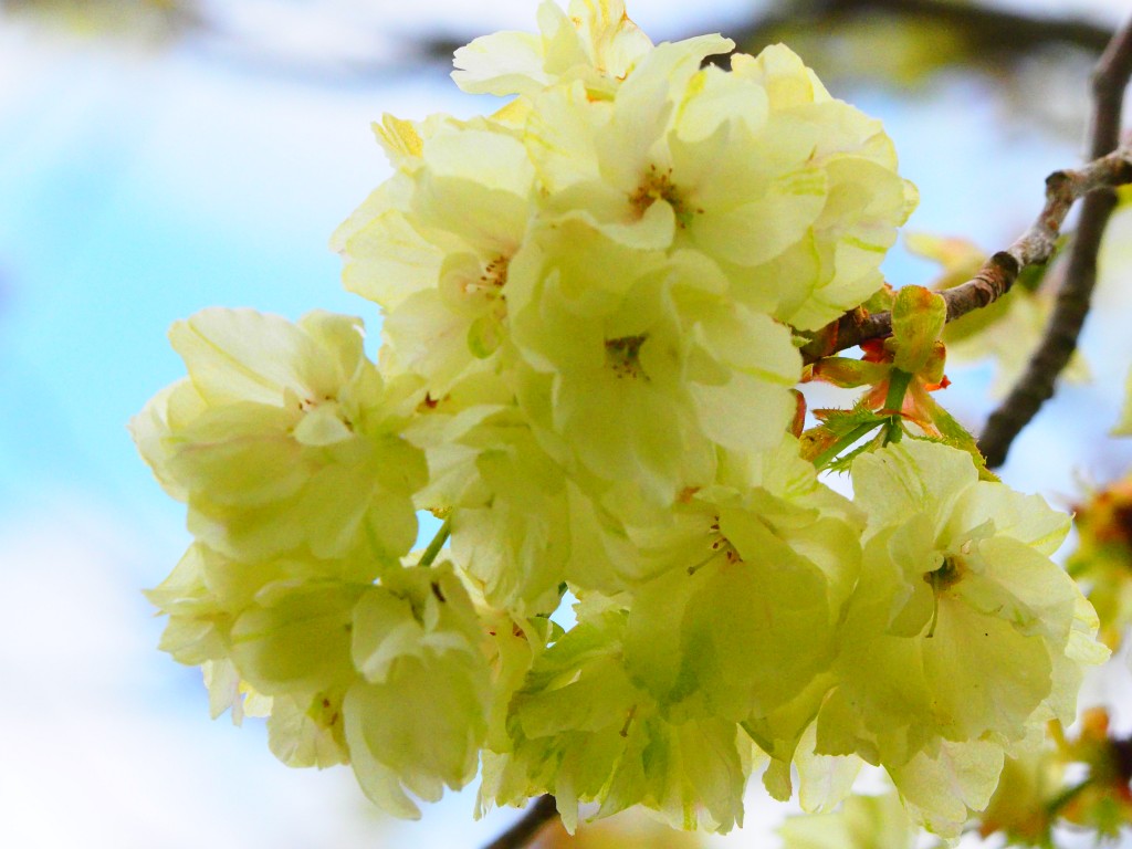 ふわふわの花びらがかわいい❤