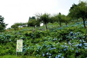 28.06.22_あじさい公園04