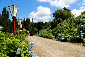 28.06.27_あじさい公園01