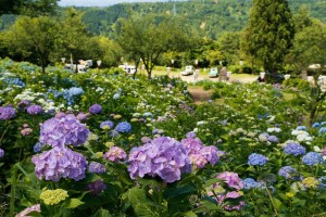 28.06.27_あじさい公園02