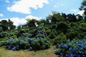 28.06.27_あじさい公園03