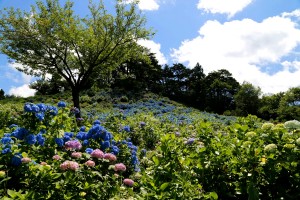 28.06.27_あじさい公園04