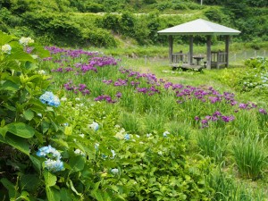 28.6.22_あじさい・菖蒲　松代城跡公園01