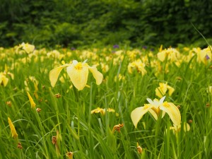 28.6.22_あじさい・菖蒲　松代城跡公園03