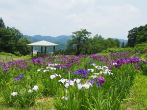 28.6.22_あじさい・菖蒲　松代城跡公園04