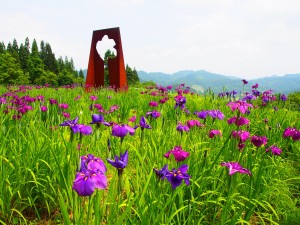 28.6.22_あじさい・菖蒲　松代城跡公園05