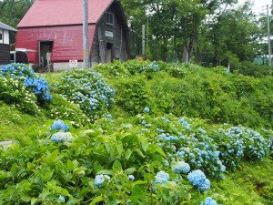 28.6.22_あじさい・菖蒲　松代城跡公園07