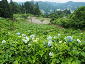 28.6.22_あじさい・菖蒲　松代城跡公園08