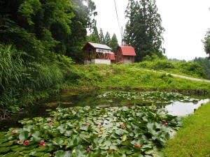 28.6.22_あじさい・菖蒲　松代城跡公園10