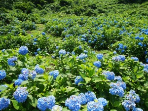 28.7.10　松代城跡公園　あじさい・菖蒲まつり01