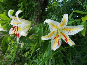 28.7.10　松代城跡公園　山ゆり