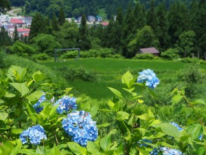 28.7.10　松代城跡公園　あじさいとアート