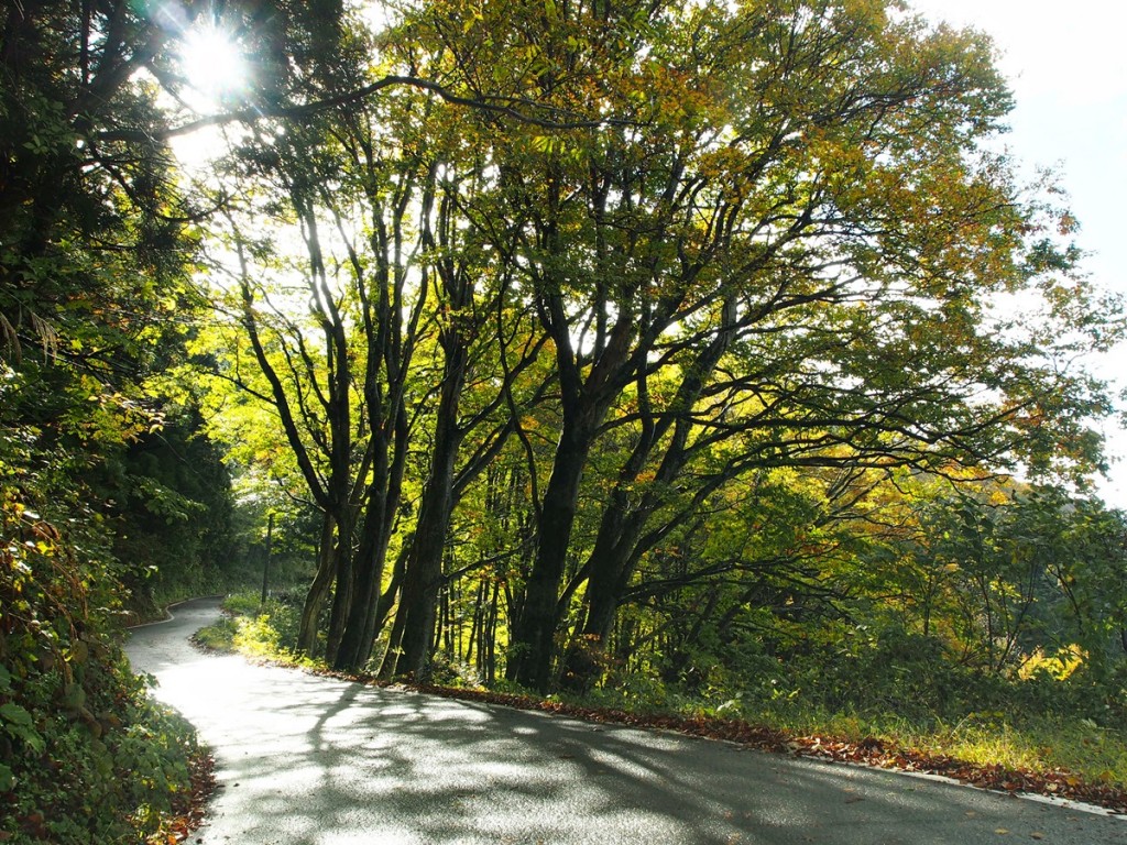 28.11.02　清水の道路　ブナ