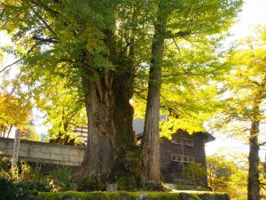 28.11.02　長命寺　大銀杏