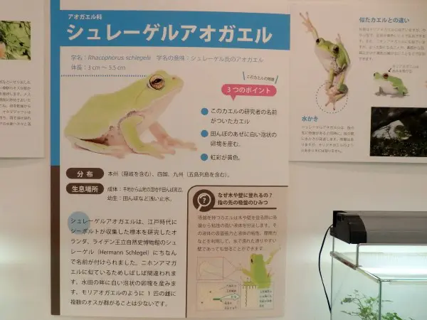 松之山 夏の企画展スタート 森の学校 キョロロ 十日町市観光協会