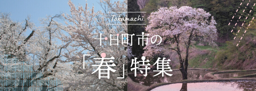 桜特集2024【新潟県十日町市】