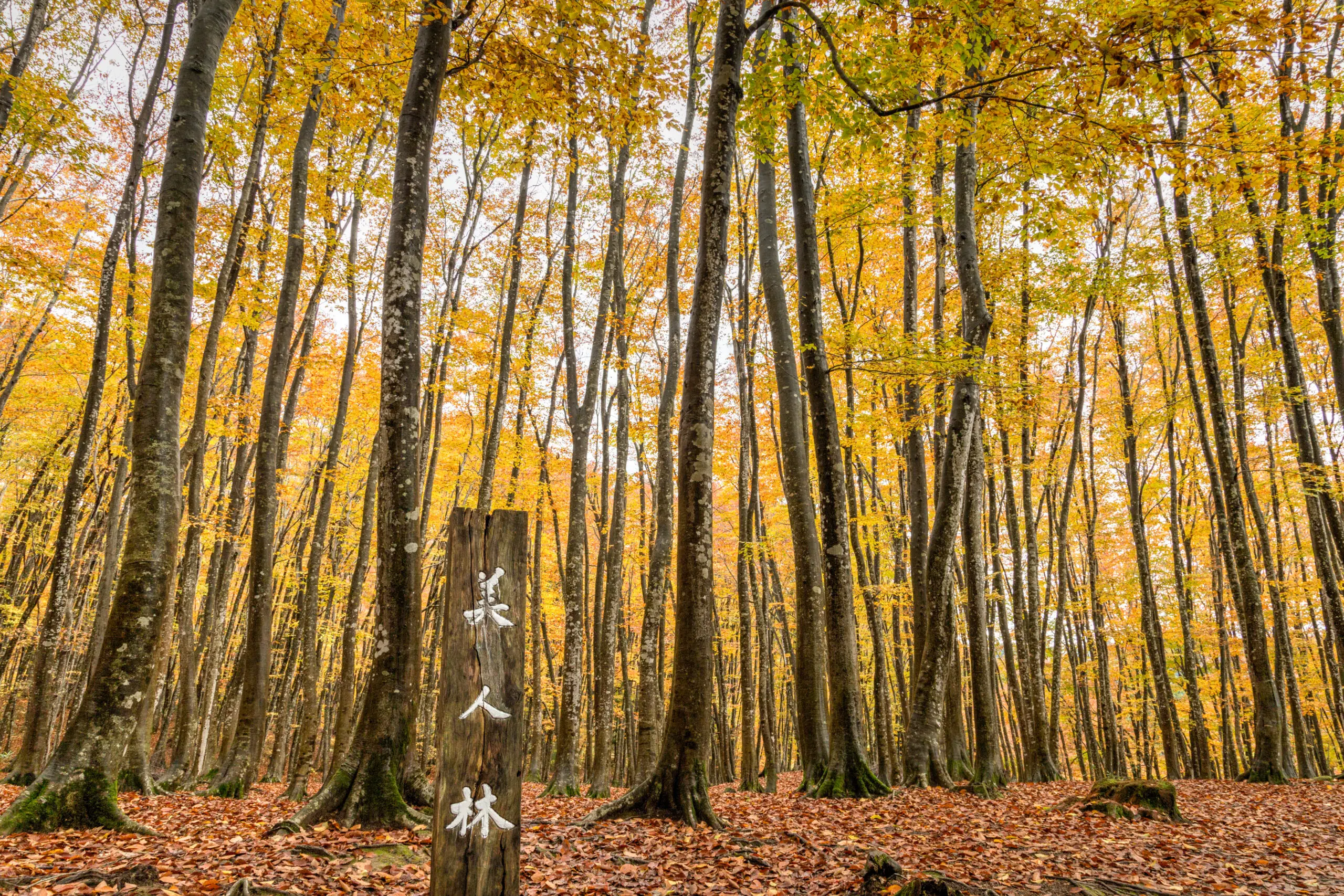 自然と触れ合う癒しの旅 十日町市観光協会
