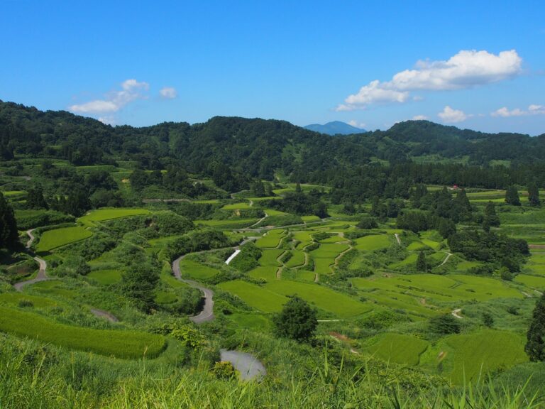 �Ȃ��I�c��Y�E�I�c�ĂŖ��키�\�����̌����i�`�u����v�u�H�ׂ�v�u�Ȃ���v����͂��܂�V�����I�c�̌��`�y�V�����\�����s�z