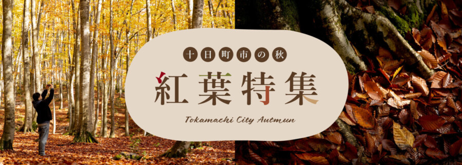 紅葉情報2025【新潟県十日町市】