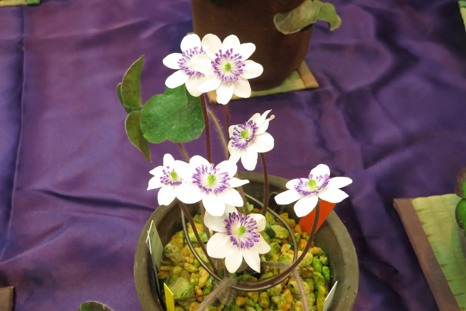 新潟県の草花 雪割草 春を伝える展示即売会を開催します 十日町市観光協会