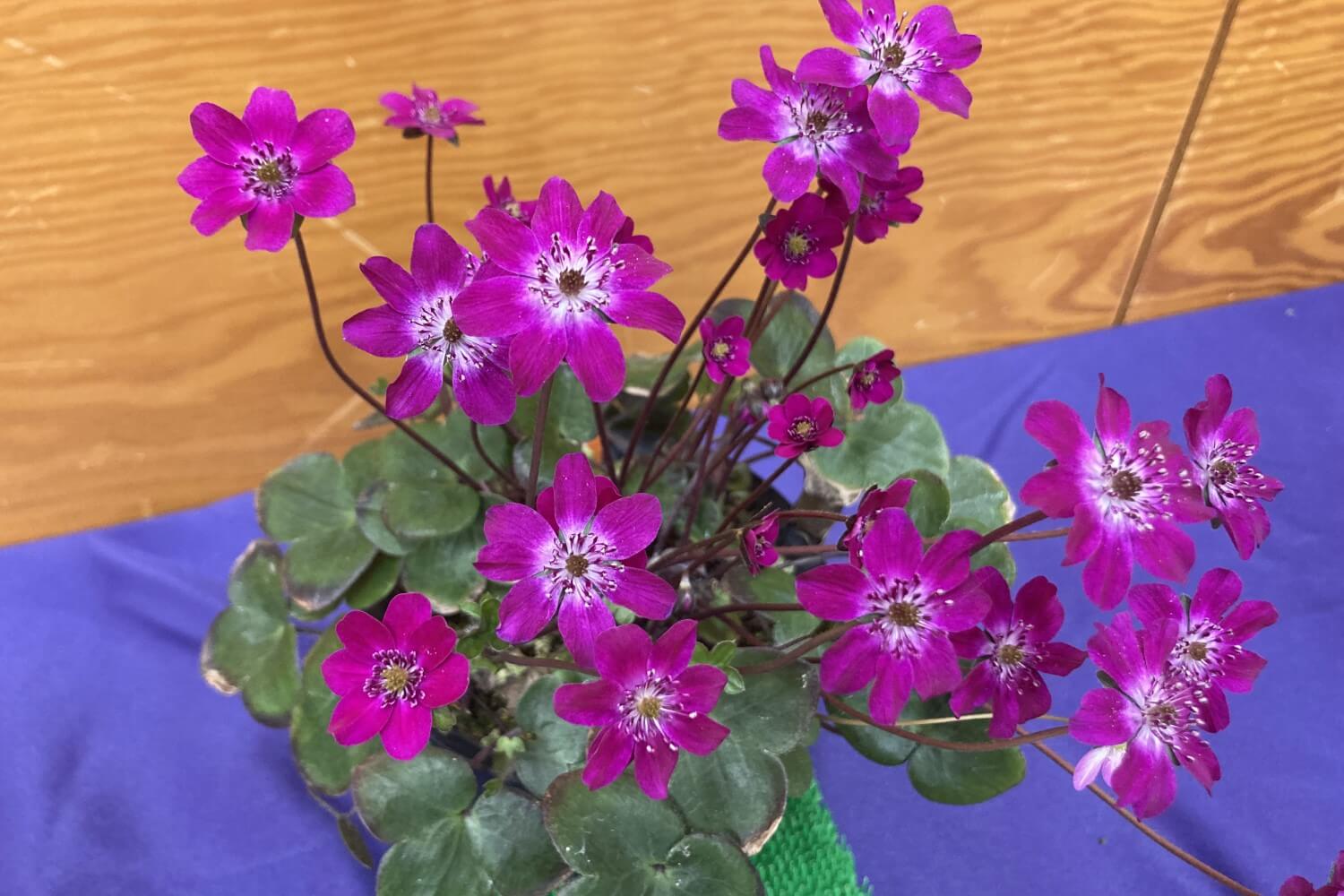 新潟県の草花「雪割草」展示即売会を開催しています！ | 十日町市観光協会