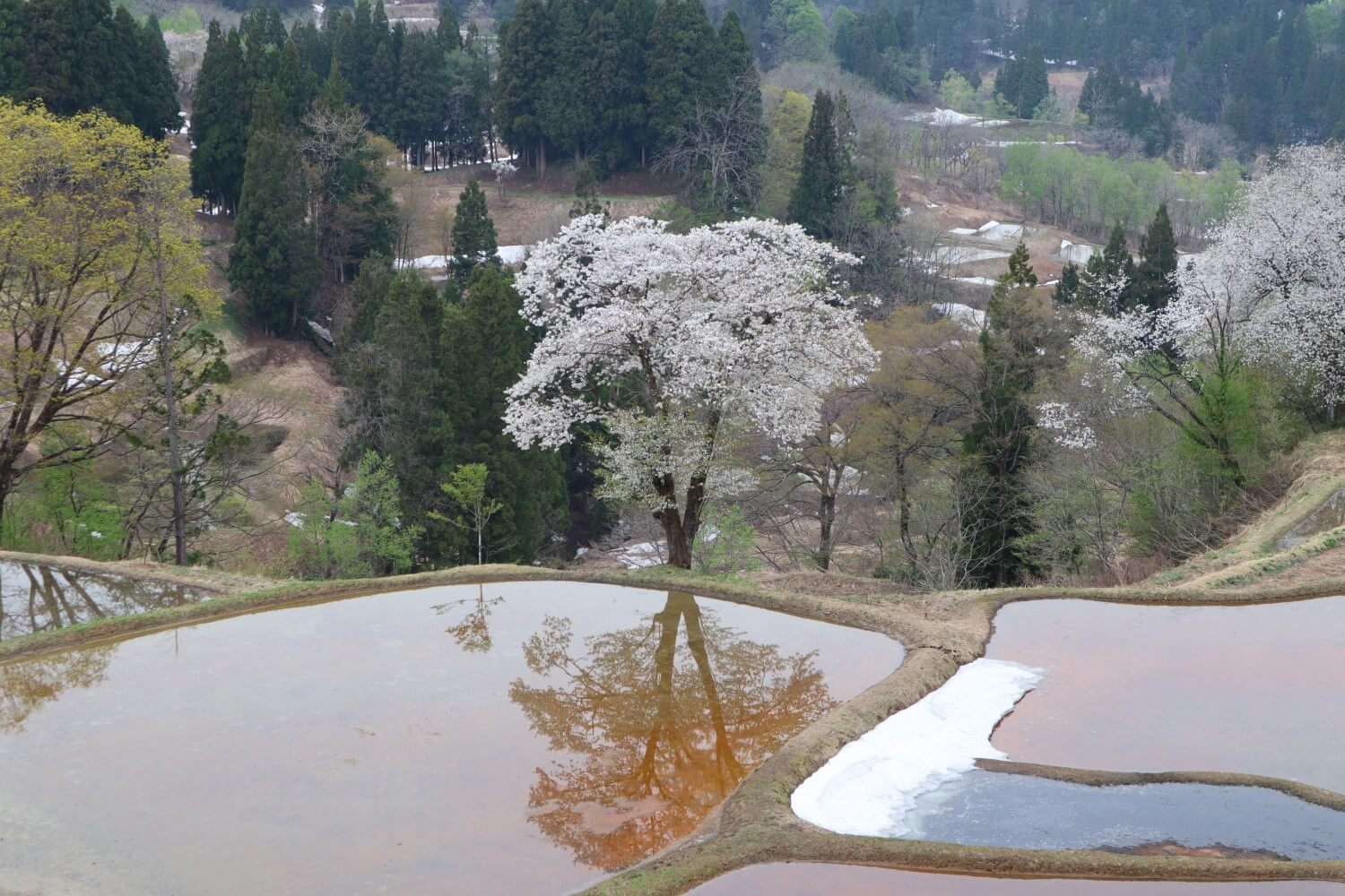 儀 明 の 棚田