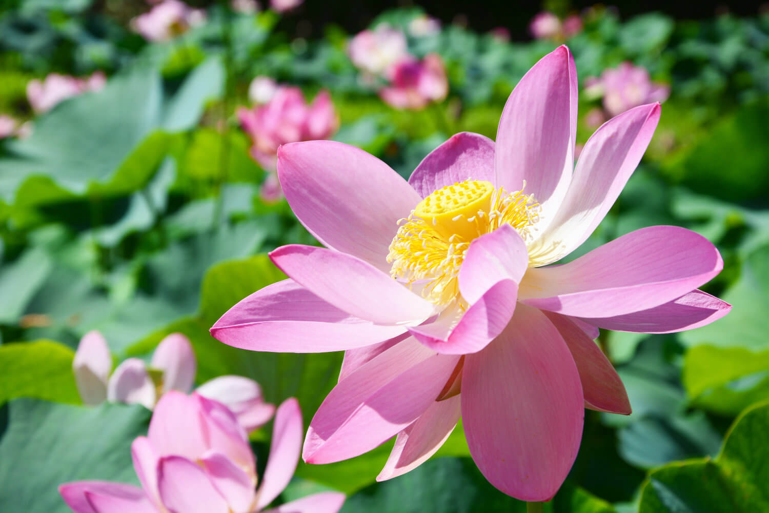 【中古】 まぼろしの花がさいた 二千年まえのハスを開花させた大賀一郎博士の六十年/くもん出版/神戸淳吉 Amazon.co.jp: まぼろしの花がさいた: 二千年まえのハスを開花