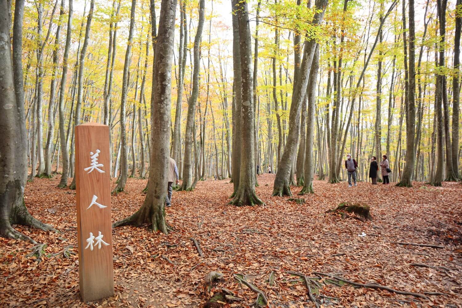 11/10 紅葉見頃！美人林の様子 | 十日町市観光協会