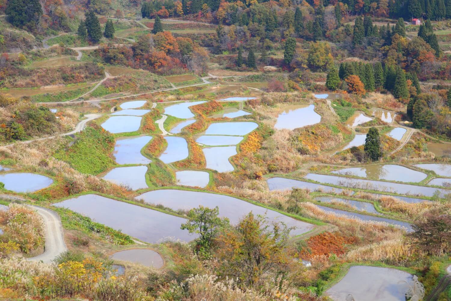 11/10「星峠の棚田」の様子は今どんな！？ | 十日町市観光協会