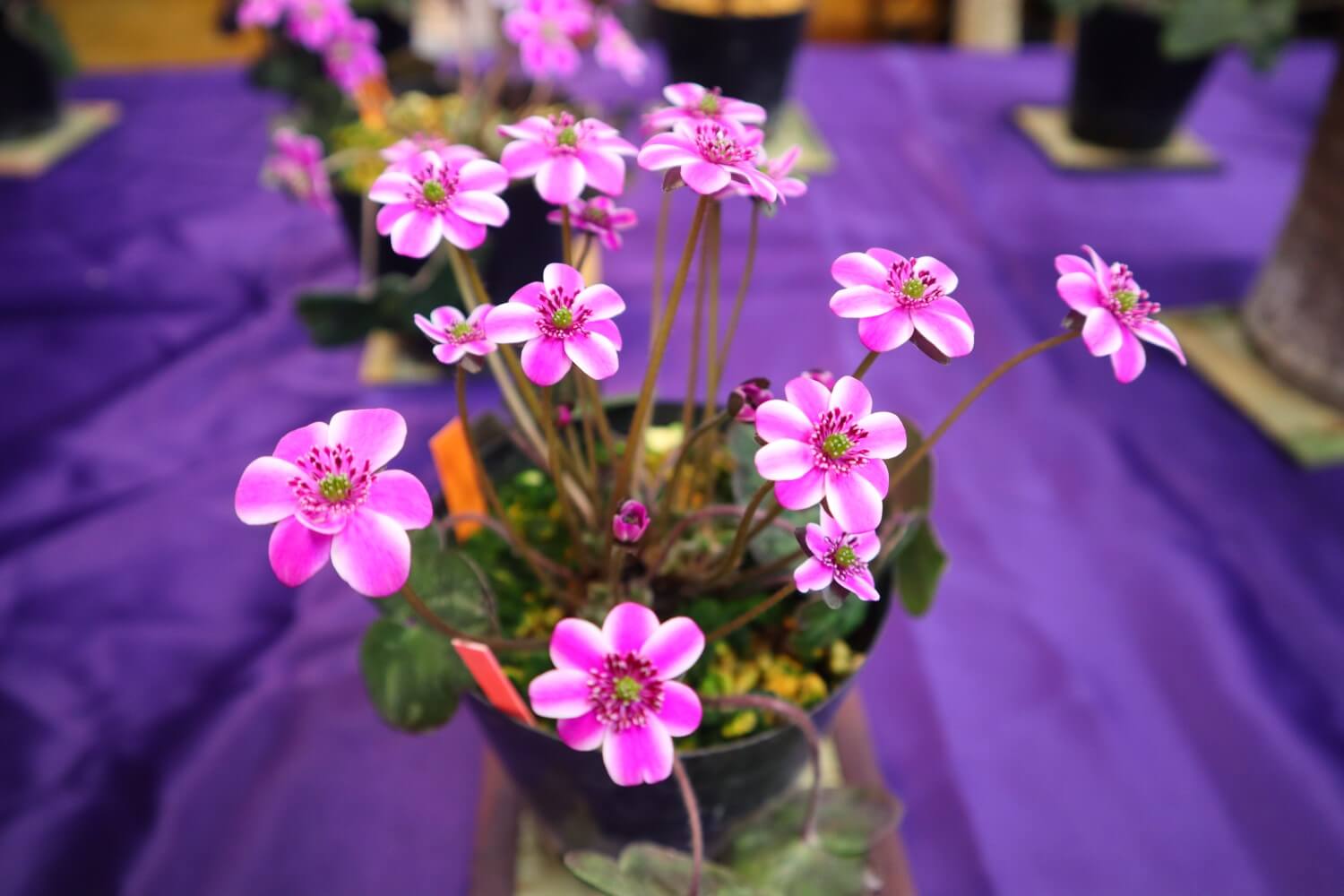 春を告げる雪割草展示会が開催されました！ | 十日町市観光協会