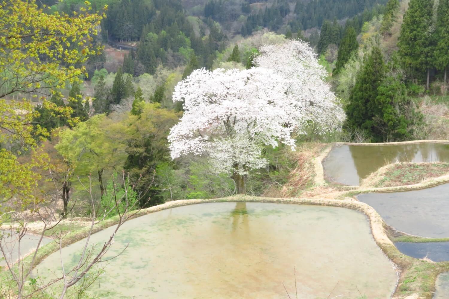 4/16 儀明の棚田の桜は満開 | 十日町市観光協会